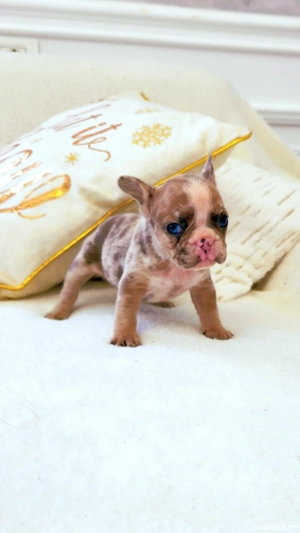 Bulldog francez 4 culori