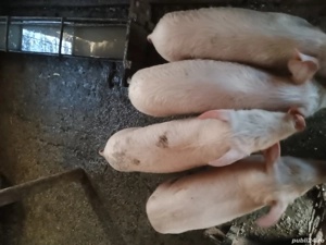 Purcei de vânzare  - imagine 2