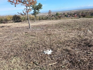 Teren intravilan viile Satu-Mare 