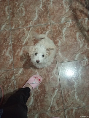 donez bichon havanez