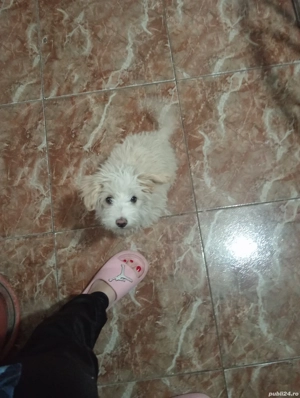 donez bichon havanez - imagine 2