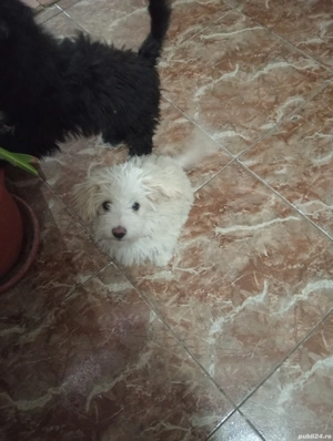 donez bichon havanez - imagine 4