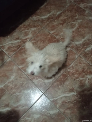 donez bichon havanez - imagine 3