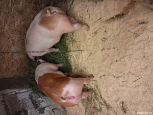 Scroafe gestante - imagine 4