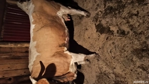 Vaci baltate de vanzare