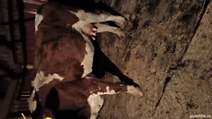 Vaci baltate de vanzare - imagine 2