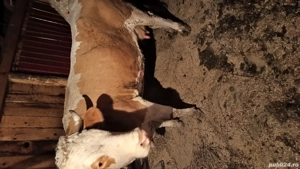 Vaci baltate de vanzare - imagine 4