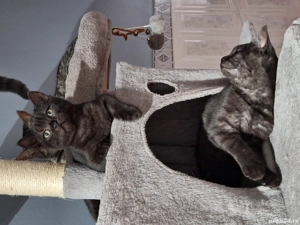 British Shorthair minunati - imagine 2