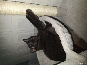 British Shorthair minunati - imagine 4