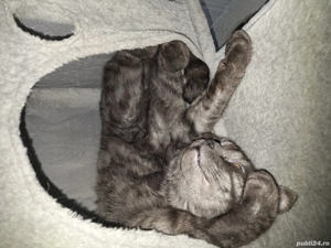 British Shorthair minunati - imagine 5