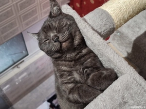 British Shorthair minunati