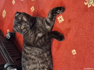 British Shorthair minunati - imagine 3