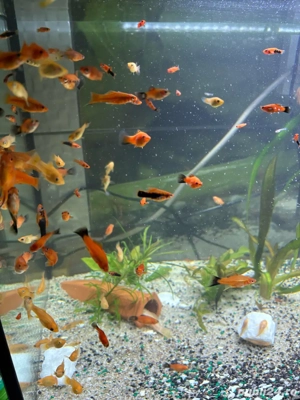 Vand Pesti de Acvariu