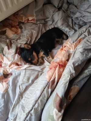 De vanzare - imagine 4