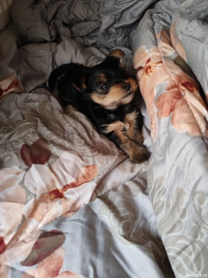 De vanzare - imagine 5