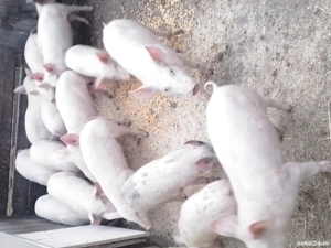 de vanzare grasuni  - imagine 3