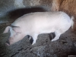 Vând 2 scrofițe de 180-200 kg preț 15 lei kg  - imagine 2