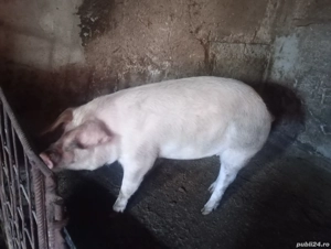 Vând 2 scrofițe de 180-200 kg preț 15 lei kg - imagine 5