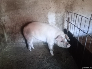 Vând 2 scrofițe de 180-200 kg preț 15 lei kg - imagine 2