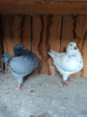 porumbei king - imagine 3