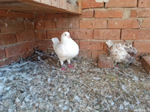 porumbei king - imagine 5