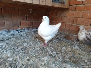 porumbei king - imagine 4