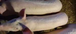 soldani 4 luni frumosi mincaciosi  - imagine 3