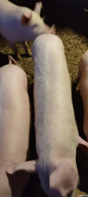 soldani 4 luni frumosi mincaciosi  - imagine 4