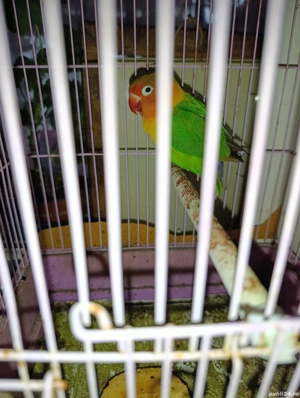 vand sau schimb agapornis