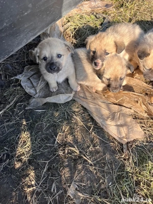 Catelusi pentru adoptir