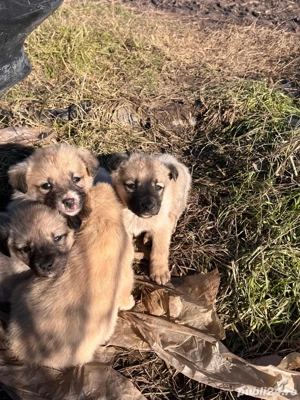 Catelusi pentru adoptir - imagine 5