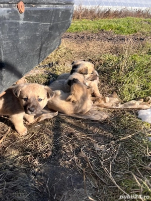 Catelusi pentru adoptir - imagine 3