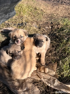 Catelusi pentru adoptir - imagine 4