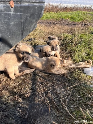 Catelusi pentru adoptir - imagine 2