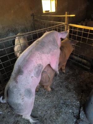 Scrofițe montate 120-140 kg - imagine 3