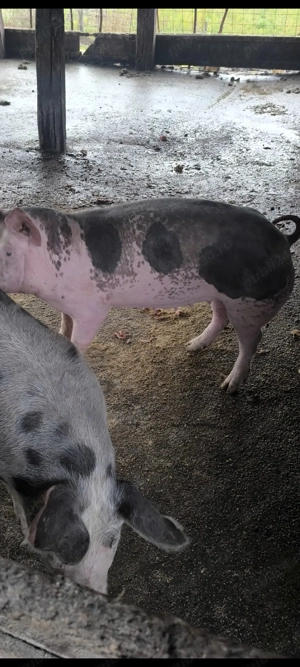 Scrofițe montate 120-140 kg - imagine 2