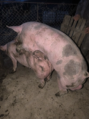 Scrofițe montate 120-140 kg - imagine 4