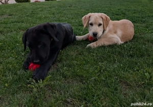 Labradori catei 10 luni