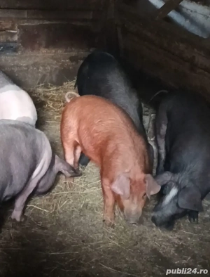 Purcei Duroc si Bazna cu pietrean - imagine 3