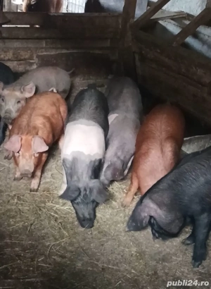 Purcei Duroc si Bazna cu pietrean