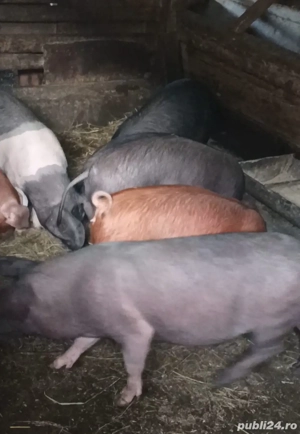 Purcei Duroc si Bazna cu pietrean - imagine 2