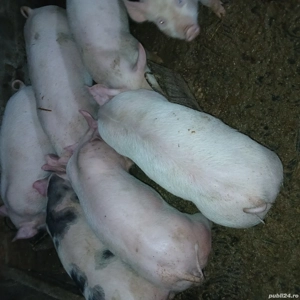 Vand purcei rasă pietran  - imagine 2