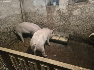 Disponibili !!! - imagine 2