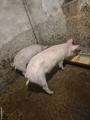 Disponibili !!! - imagine 5