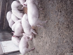 de vanzare grasuni  - imagine 5