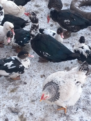 rațe gotice(lesesti.mute) - imagine 2