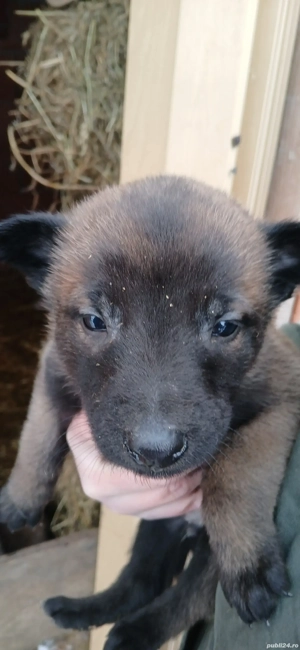 Ciobanesc belgian  malinois