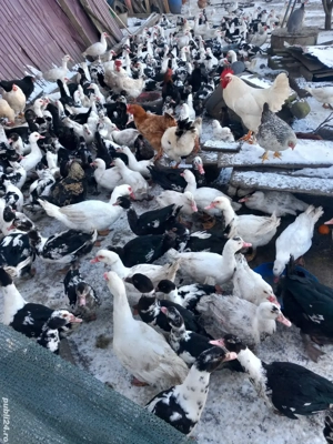 rațe gotice(lesesti.mute) - imagine 3