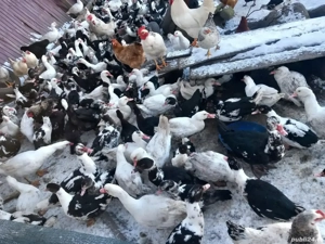 rațe gotice(lesesti.mute) - imagine 4