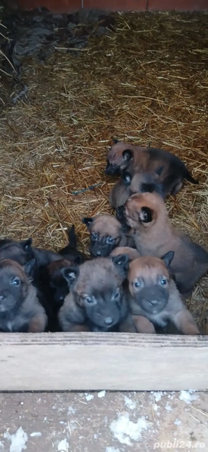 Ciobanesc belgian malinois - imagine 4